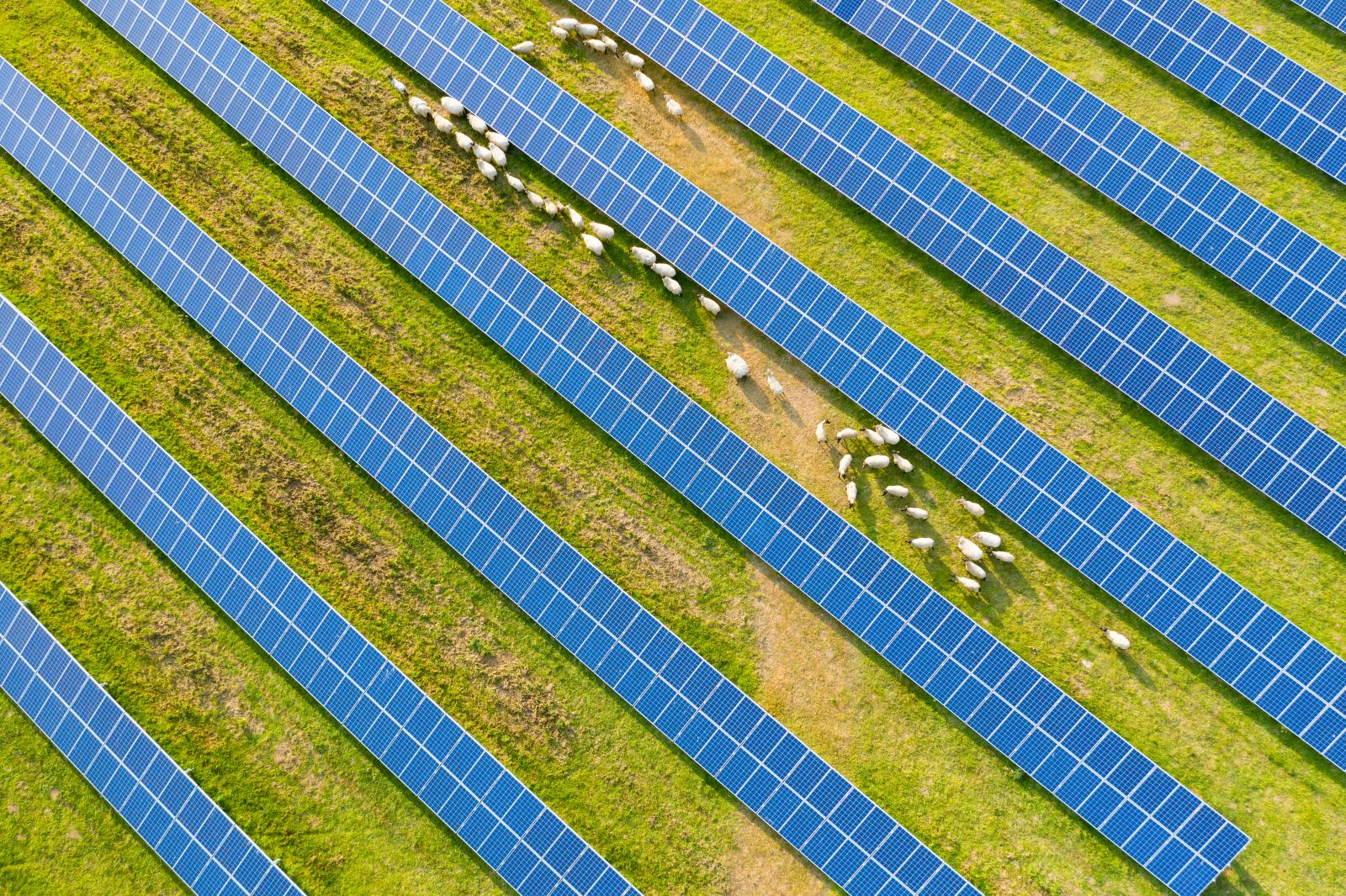 Aerial view of solar farm with grazing sheep